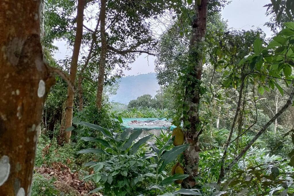Coffee Camp Home Stay With Tree House Kattappana Esterno foto