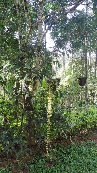 Coffee Camp Home Stay With Tree House Kattappana Esterno foto