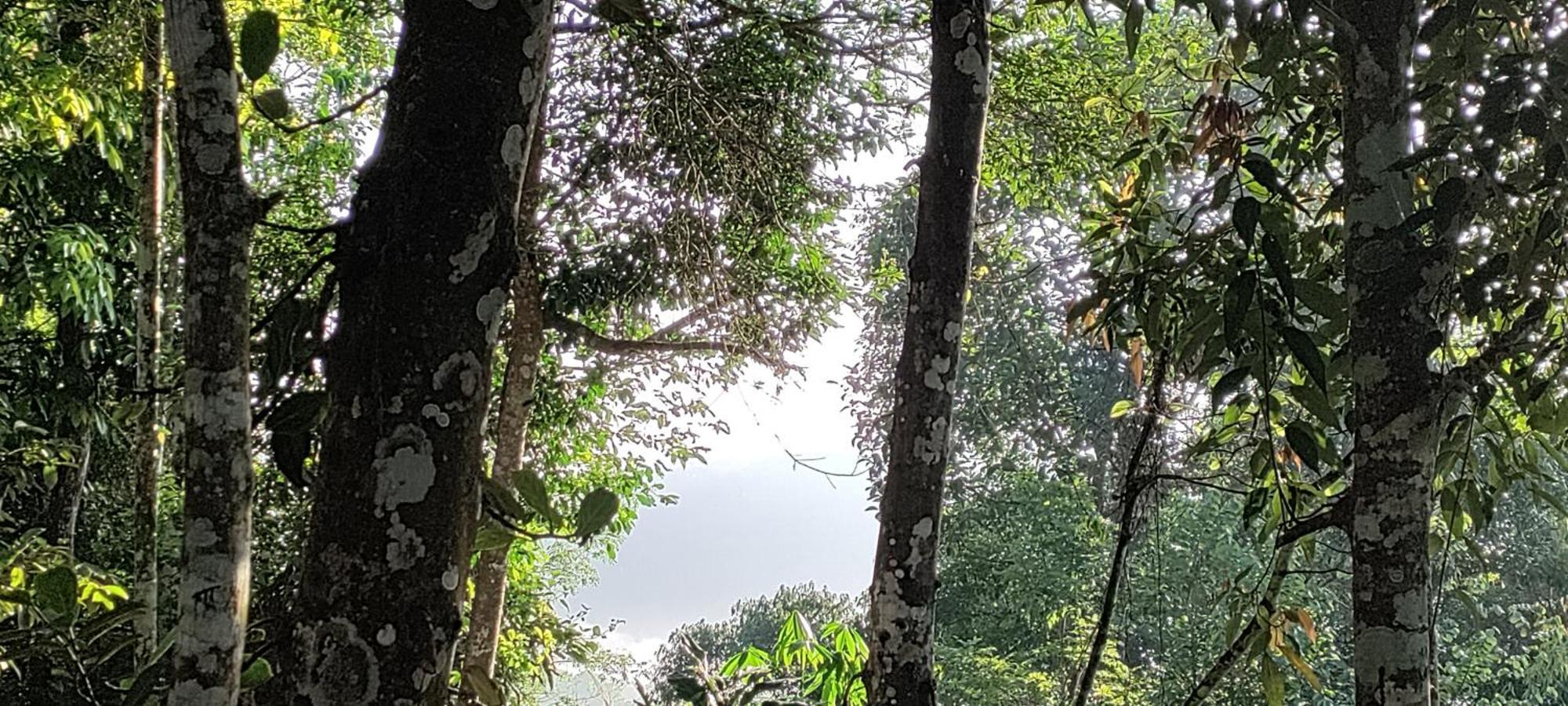 Coffee Camp Home Stay With Tree House Kattappana Esterno foto